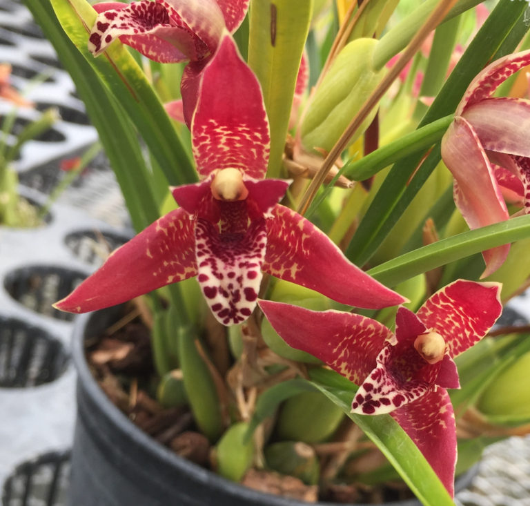 Coconut Pie Fragrance Orchid Maxillaria Tenuifolia Very Easy To Grow One Of Our Top Three