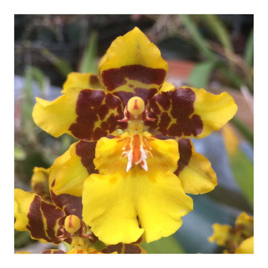 Onc. Golden Leopard chocolate fragrant blooms easy to grow many flowers ...