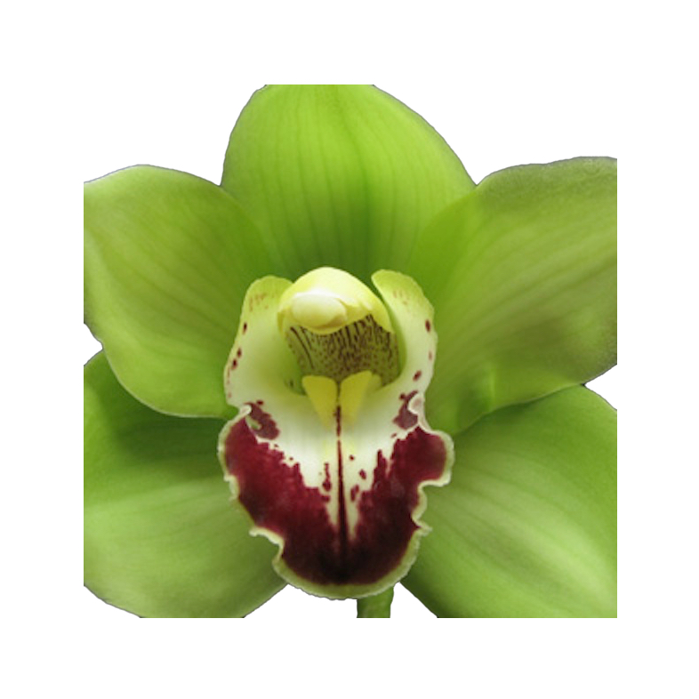 Download Cymbidium Eaglewood 'Kana' majestic intense green bloom standard hardy (NOT in bud/bloom when ...