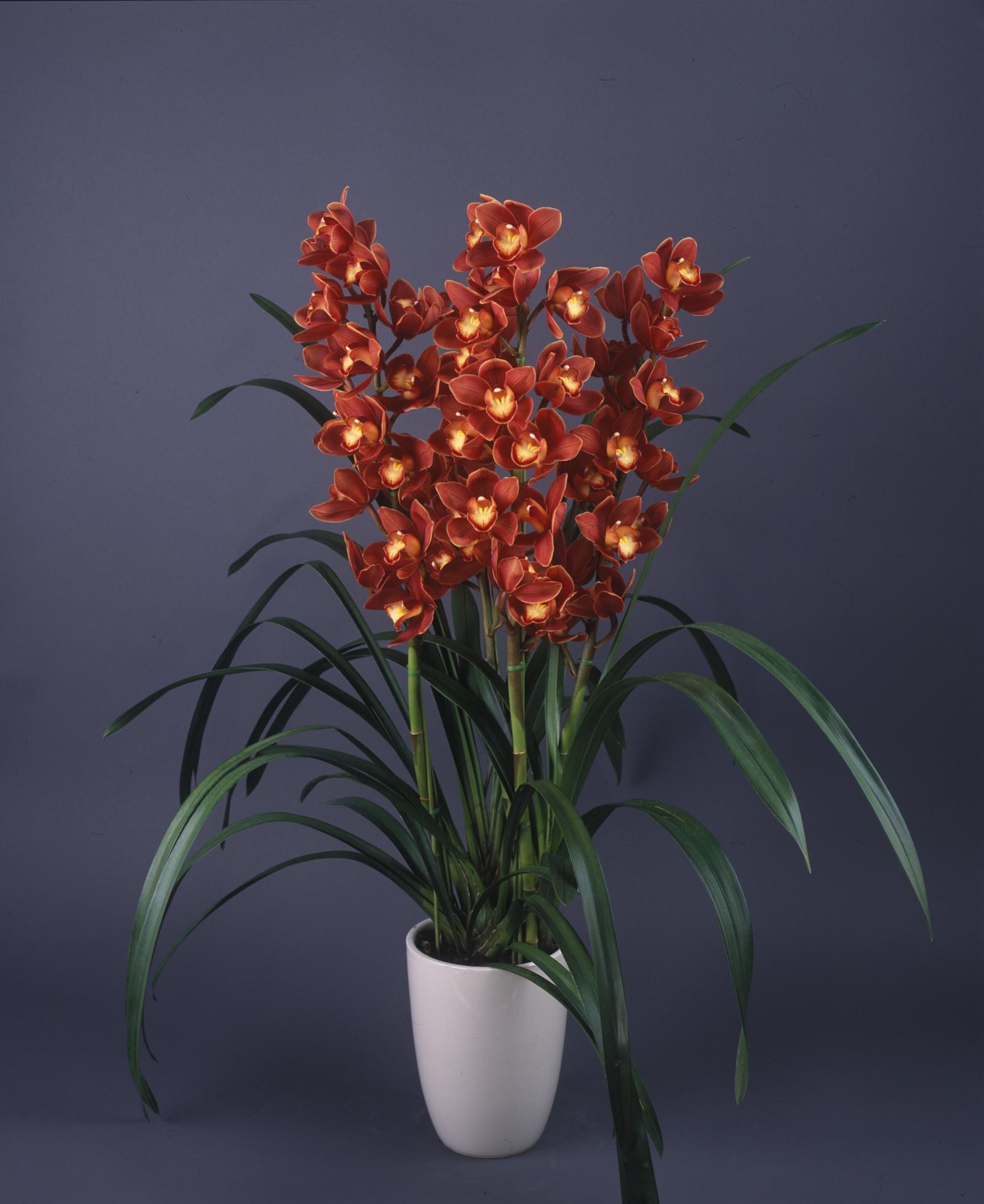 Cymbidium Cumberland Blues – vigorous orchid deep maroon blooms easy to  grow can bloom (NOT in-bud/bloom when shipped) – Orchid Insanity
