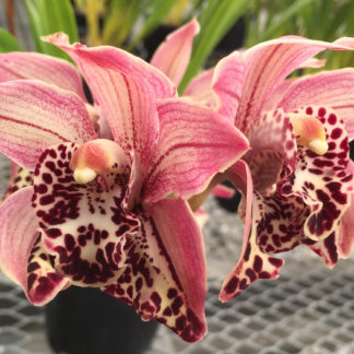 Cymbidium Neal Tadlock Spotted Lip Fragrant Blooms Peloric Easy To Grow Not In Bloom Bud When Shipped Orchid Insanity