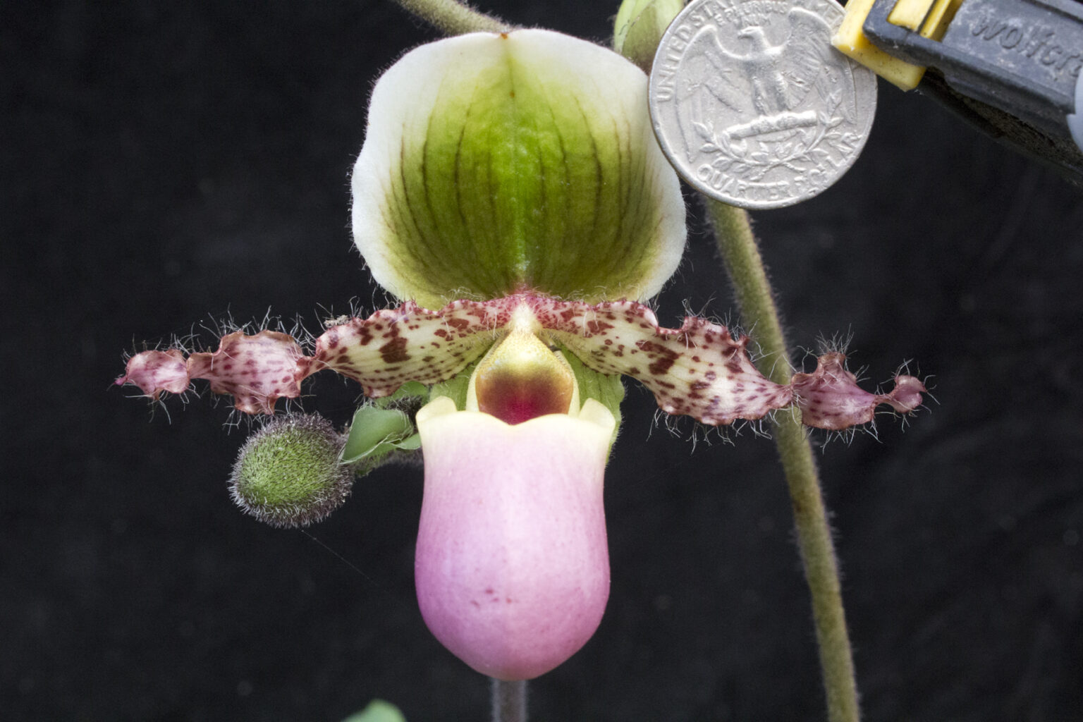 Paph victoria-mariae – an action-packed sequential-blooming lady ...