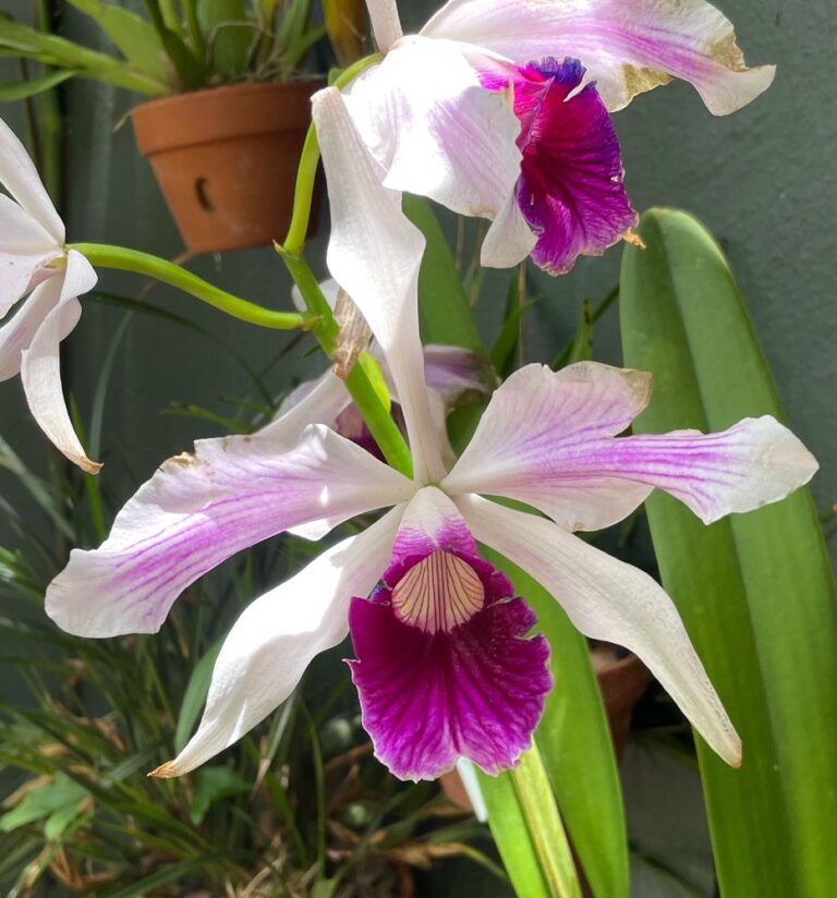 Laelia (Cattleya) Purpurata Var. Striata, Colorful Fragrant Blooms ...