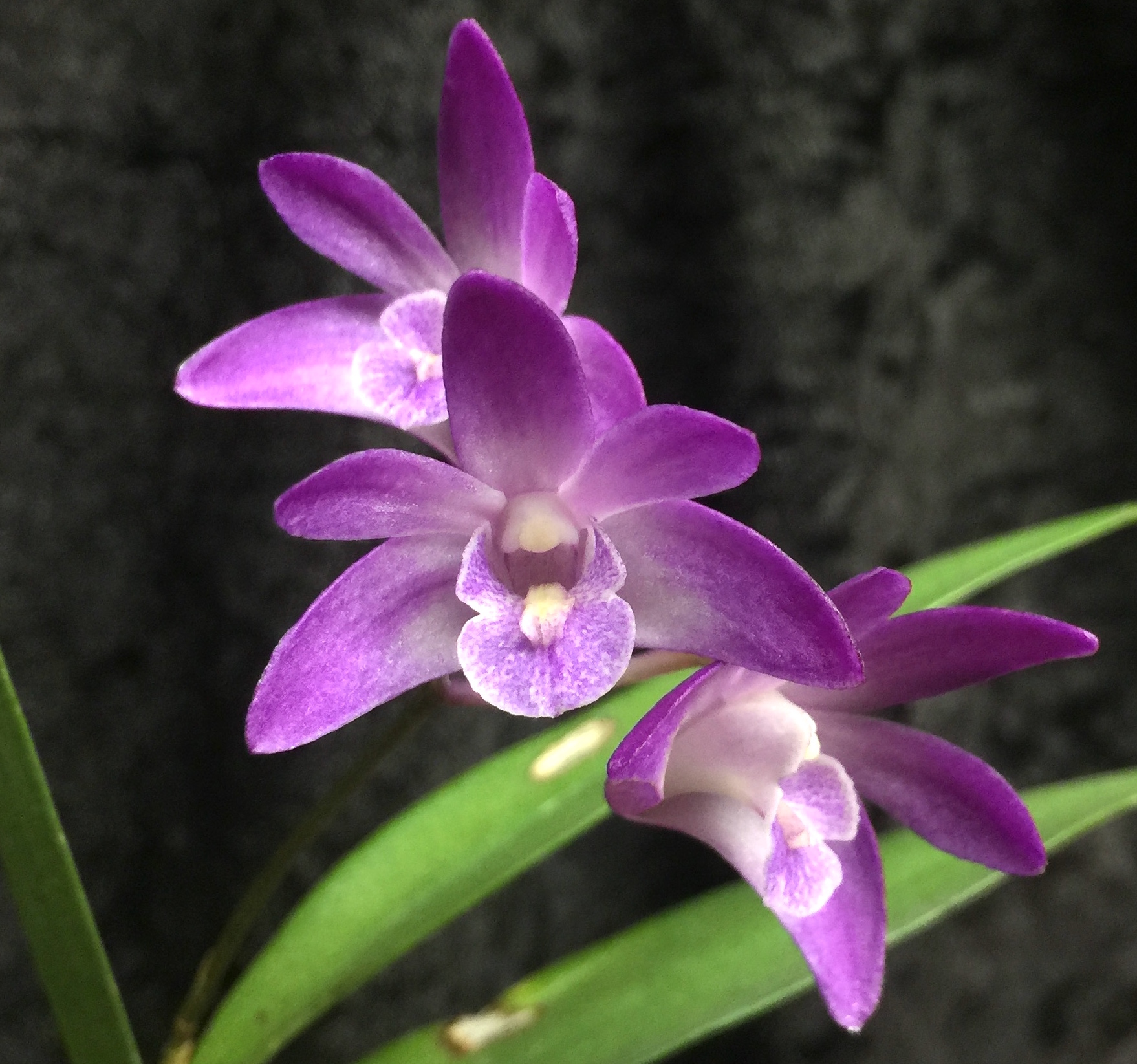 Interesting varieties of Dendrobium kingianum in our collection ...