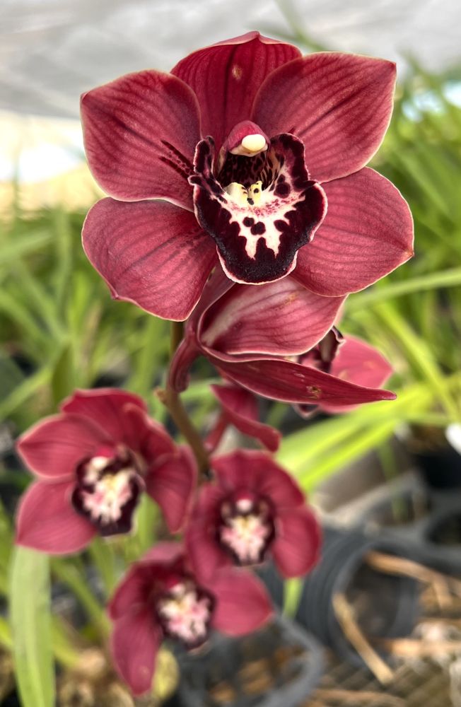 Cymbidium Cumberland Blues – vigorous orchid deep maroon blooms easy to  grow can bloom (NOT in-bud/bloom when shipped) – Orchid Insanity