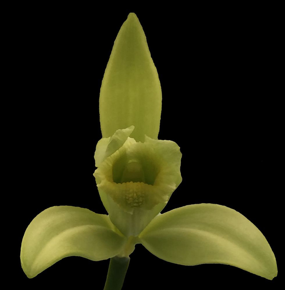 Orchid Insanity – Vanilla planifolia – BIG 3-foot vine Live Plant, The Most  Commercially Important Orchid – yes, Vanilla Flavor Comes from an Orchid,  Grows Like a Vine (not in BudBloom When